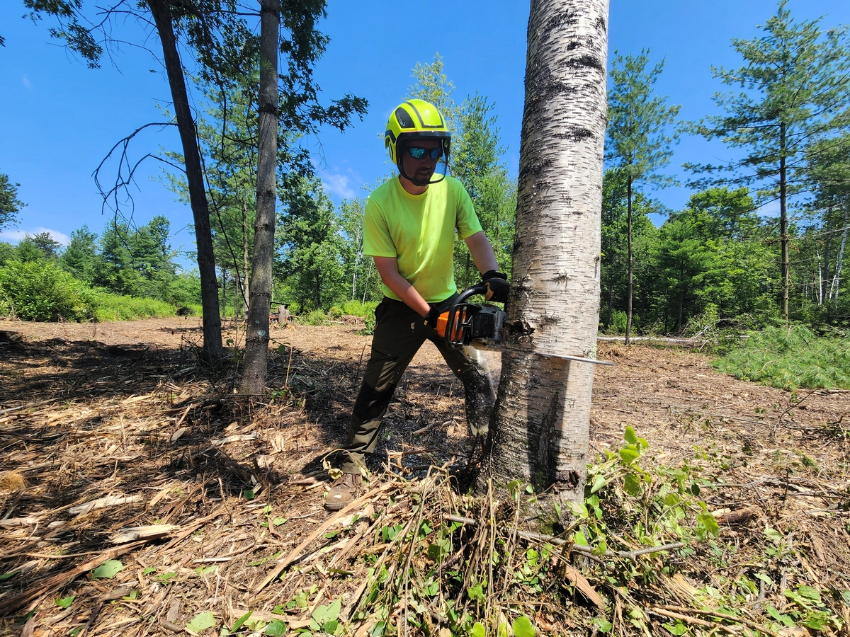 Chainsaw Work Chainsaw Work